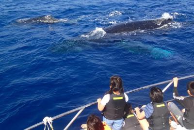 Half day whale watching trip from Naha. Half day whale watching trip from Naha.