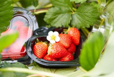 [Okinawa / Nanjo / Strawberry picking] Compare multiple varieties