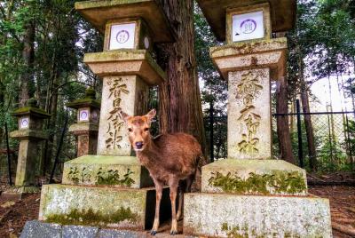 Deer City Nara Walking & Izakaya Hopping Tour