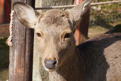 Nara Todai-ji Lazy Bird Tour <30mins from Kyoto>  Nara Todai-ji Lazy Bird Tour <30mins from Kyoto>