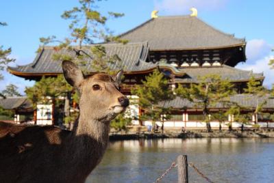 Livestream Virtual Tour of Nara the Ancient Capital of Japan Livestream Virtual Tour of Nara the Ancient Capital of Japan