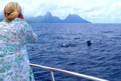 Whale Watching and Dolphin Spotting Cruise  Whale Watching and Dolphin Spotting Cruise