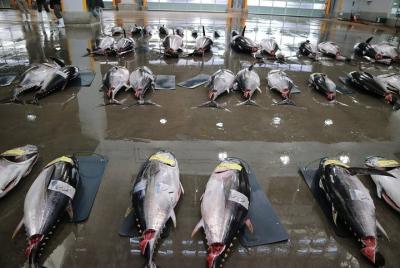 Tuna Auction & Fish Market Breakfast in Shiogama