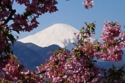 Cherry Blossom Festival & Gotemba Premium Outlet from February to