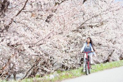 Cherry Blossom E-bike Tour In Tokyo