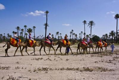 Camel Ride in Marrakech Palm Grove with Sunset 