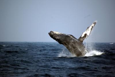 Great Whale Watching at Kerama Islands and Zamami Island Great Whale Watching at Kerama Islands and Zamami Island