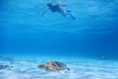 Sea turtle snorkel at Kerama Islands and Zamami Island Sea turtle snorkel at Kerama Islands and Zamami Island
