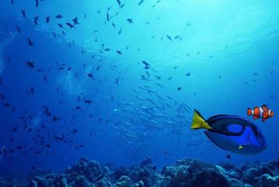 Tokyo DisneySea Shared Transfer : from Tokyo to DisneySea (One Wa Tokyo DisneySea Shared Transfer : from Tokyo to DisneySea (One Wa