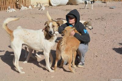 Aqaba Dog Shelter Conservation Experience Aqaba Dog Shelter Conservation Experience