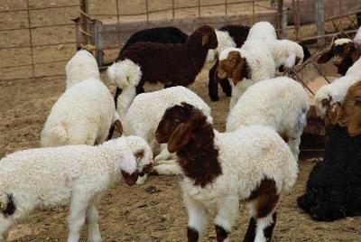 Learn How to herd sheep in Madaba Learn How to herd sheep in Madaba