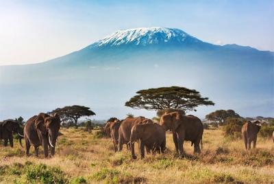 3 Days, 2 Night - Amboseli National Park Safari 3 Days, 2 Night - Amboseli National Park Safari