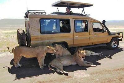 8 Days, 7 Nights – Lake Nakuru, Maasai Mara, Naivasha and Ambosel 8 Days, 7 Nights – Lake Nakuru, Maasai Mara, Naivasha and Ambosel