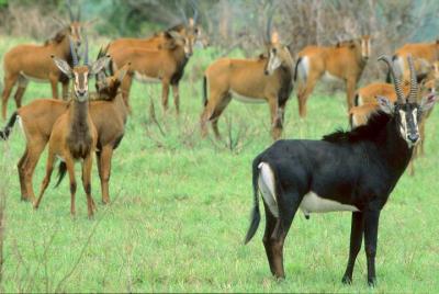 1 Day Shimba Hills Safari(minimum 2 Pax) 1 Day Shimba Hills Safari(minimum 2 Pax)