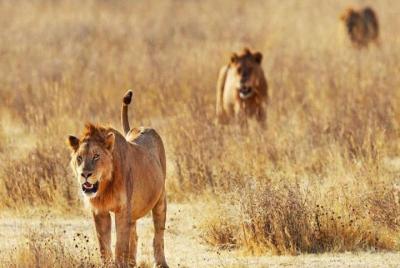 Day Trip - Tsavo East National Park ( Man Eater Lions of Tsavo & Other Big Five) Day Trip - Tsavo East National Park ( Man Eater Lions of Tsavo & Other Big Five)