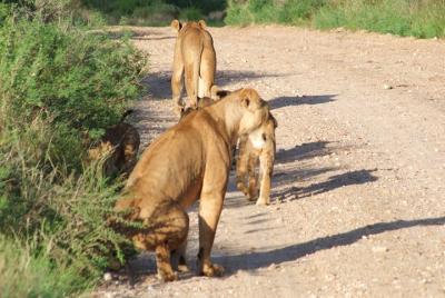 1 Day Red Elephant Safari 1 Day Red Elephant Safari