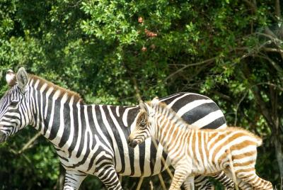 Shimba Hills Day tour from Mombasa / Diani Shimba Hills Day tour from Mombasa / Diani