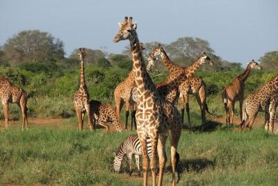 Tsavo West National Park 2 Days 1 Night Safari Tsavo West National Park 2 Days 1 Night Safari