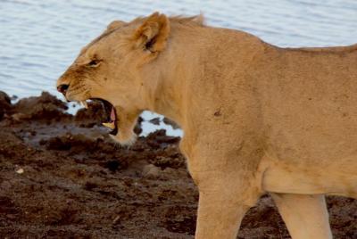 2 days safari Tsavo east 2 days safari Tsavo east