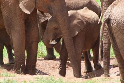2 Days Tsavo East 2 Days Tsavo East