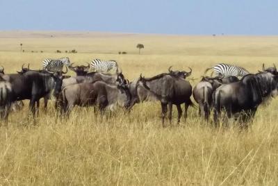 4 Days Lake Nakuru and Masai Mara Game Reserve 4 Days Lake Nakuru and Masai Mara Game Reserve