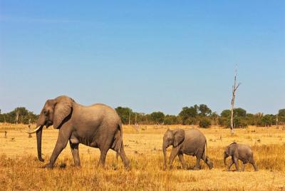 4 Days, 3 Nights - Amboseli and Tsavo West Adventure Safari 4 Days, 3 Nights - Amboseli and Tsavo West Adventure Safari
