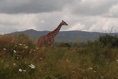 3 Days Safaris to Tsavo East N/P and Taita Hills Wildlife Sanctuary. 3 Days Safaris to Tsavo East N/P and Taita Hills Wildlife Sanctuary.