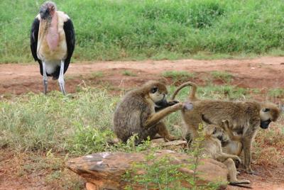 3 Days Tsavo East &lumo Wildlife Sanctuary  3 Days Tsavo East &lumo Wildlife Sanctuary