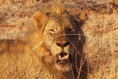 3 Days Mombasa, Taita Hills and Ngutuni Sanctuary Wildlife Safari 3 Days Mombasa, Taita Hills and Ngutuni Sanctuary Wildlife Safari