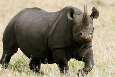 Private Nature Lover Vegan Safari 7 Days & 6 Nights Kenya Private Nature Lover Vegan Safari 7 Days & 6 Nights Kenya