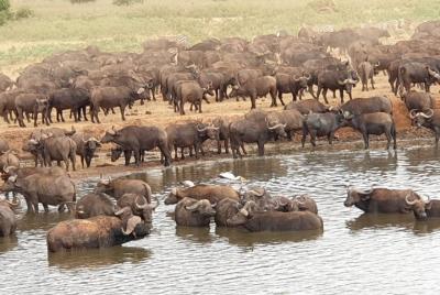 3 Days 2 Nights Tsavo East and Amboseli 3 Days 2 Nights Tsavo East and Amboseli