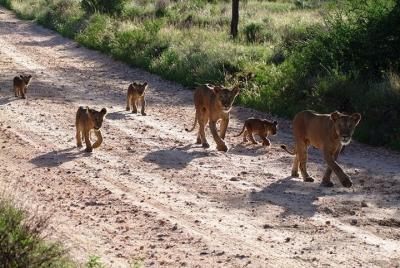 Theatre of the Wild 3 days: Salt Lick Lodge and Satao Camp 