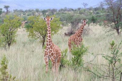 Tsavo East National Park 3 days: Sentrim camp and Rhino Valley 
