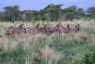 4 days Tsavo East, Amboseli and Tsavo West 4 days Tsavo East, Amboseli and Tsavo West