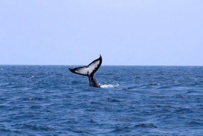 5 Days 4 Nights Watamu Holiday Vacation