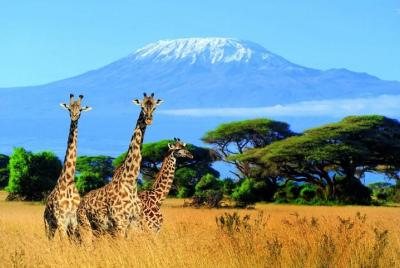 Kilimanjaro Special-( Tsavo West, Amboseli & Tsavo East Luxury Safari) Kilimanjaro Special-( Tsavo West, Amboseli & Tsavo East Luxury Safari)