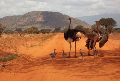 3 days Red elephant safari  3 days Red elephant safari