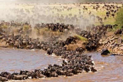 3 DAYS WILDEBEEST MIGRATION FLYING OFFER ( from Diani/ Mombasa) 3 DAYS WILDEBEEST MIGRATION FLYING OFFER ( from Diani/ Mombasa)
