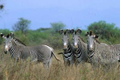 Increadible Meru Special Safari Increadible Meru Special Safari