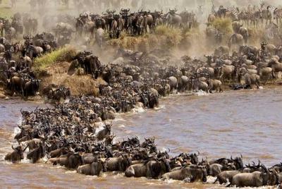 3 Days 2 Nights Masai Mara Flight package from Mombasa /Diani( Ashnil Mara Camp) 3 Days 2 Nights Masai Mara Flight package from Mombasa /Diani( Ashnil Mara Camp)