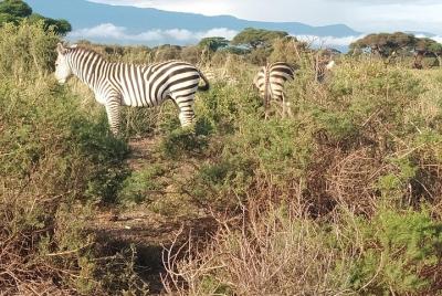 1 day Safari Tsavo east 1 day Safari Tsavo east