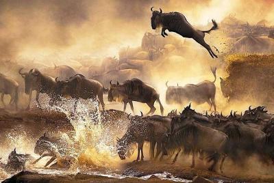 10 Days Masai Mara, Beach Holiday & Dolphin Tour 10 Days Masai Mara, Beach Holiday & Dolphin Tour