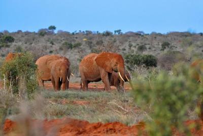 Tsavo East Full Day Tour