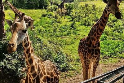 Haller Park Half-Day Tour from Mombasa Haller Park Half-Day Tour from Mombasa