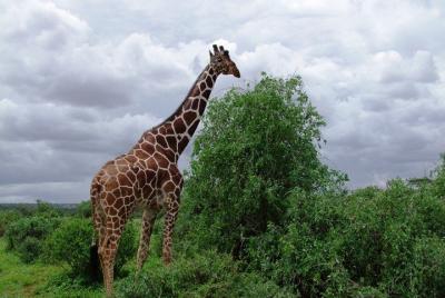 Tsavo East National Park 2 days Sentrim Camp.
