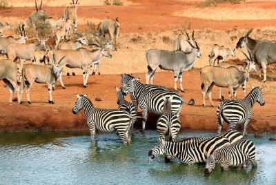 02 days Safari to Tsavo East 