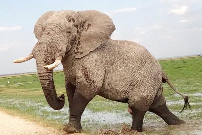 2-Day Tsavo National Park Private Safari from Mombasa