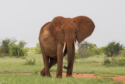 2 Days Tsavo East Safari from Mombasa