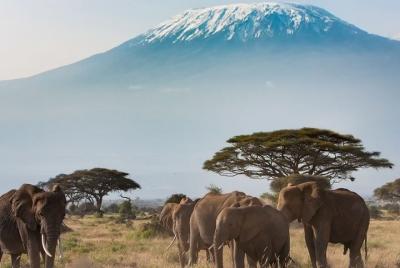 Private Transfer from Malindi Airport (MYD) to Malindi City