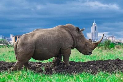 Half Day Nairobi National Park Tour from Nairobi